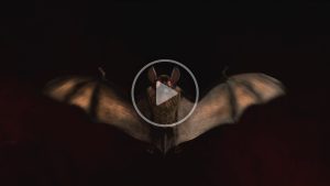 Halloween Bat Logo - DM 0232