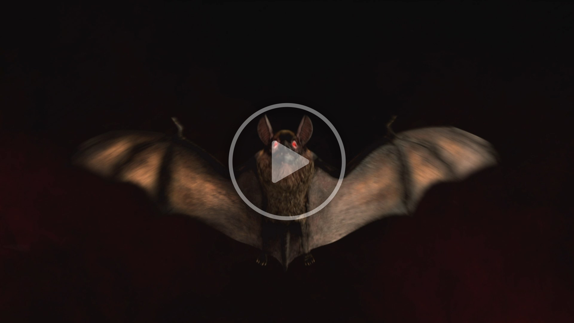 Halloween Bat Logo - DM 0232